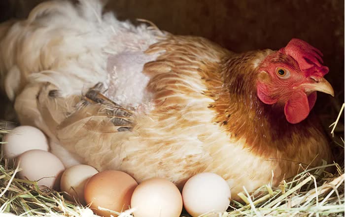 A hen nesting on straw beside her eggs